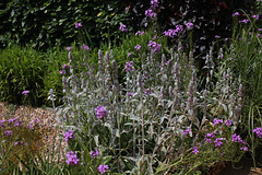 Stachys byzantina