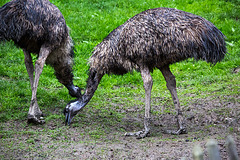 20140508 2929VRAw [D~LIP] Emu (Dromaius novaehollandiae), Vogelpark Detmold-Heiligenkirchen