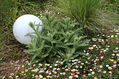 Barkheya et Erigeron