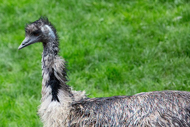 20140508 2928VRAw [D~LIP] Emu (Dromaius novaehollandiae), Vogelpark Detmold-Heiligenkirchen