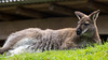 20140508 2927VRAw [D~LIP] Känguru, Vogelpark Detmold-Heiligenkirchen