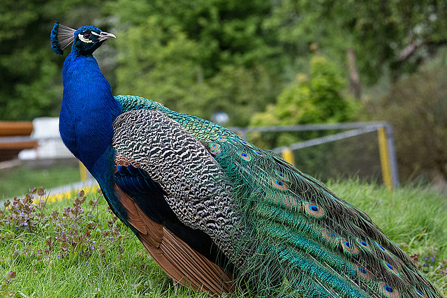 20140508 2926VRAw [D~LIP] Pfau (Pavo cristatus), Vogelpark Detmold-Heiligenkirchen