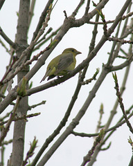 piranga écarlate femelle/female scarlet tanager