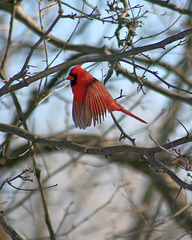 cardinal rouge mâle/red cardinal male