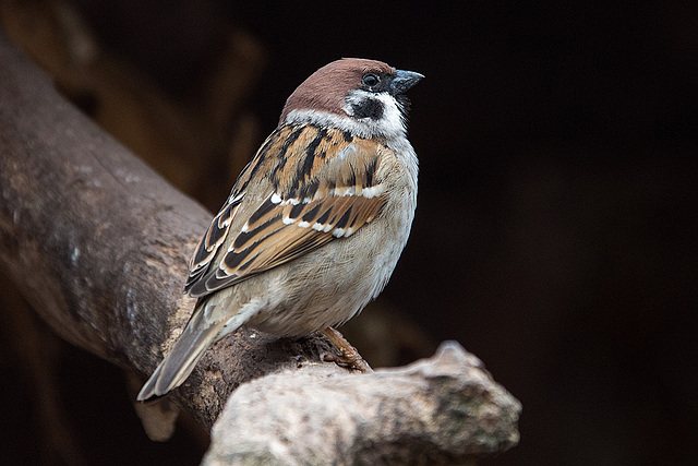 20140508 2917VRAw [D~LIP] Feldsperling (Passer montanus), Vogelpark Detmold-Heiligenkirchen