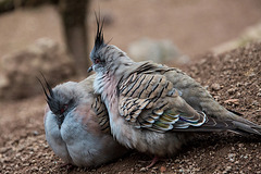 20140508 2916VRAw [D~LIP] Schopftaube (Ocyphapy lophotes), Vogelpark Detmold-Heiligenkirchen