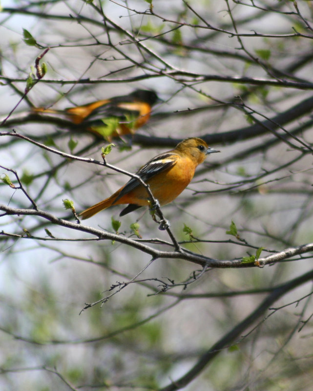 oriole de baltimore femelle/female baltimore oriole