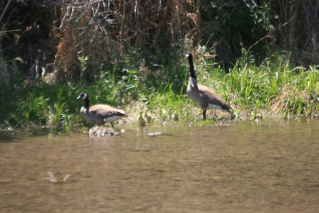 Geese & goslings