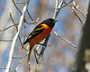 oriole de baltimore mâle/male baltimore oriole