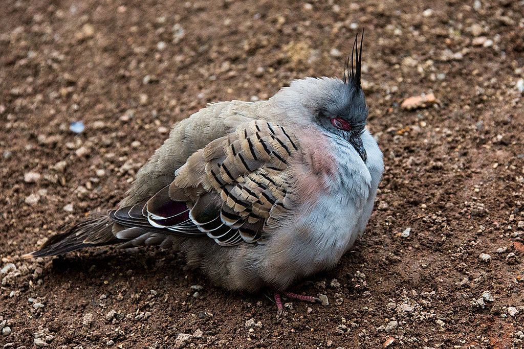 20140508 2914VRAw [D~LIP] Schopftaube (Ocyphapy lophotes), Vogelpark Detmold-Heiligenkirchen