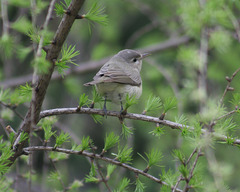 viréo mélodieux/warbling vireo