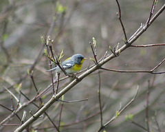 paruline à collier/northern parula