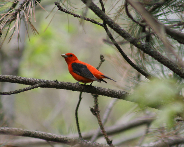 piranga écarlate mâle/male scarlet tanager