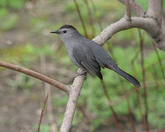 moqueur chat/gray catbird