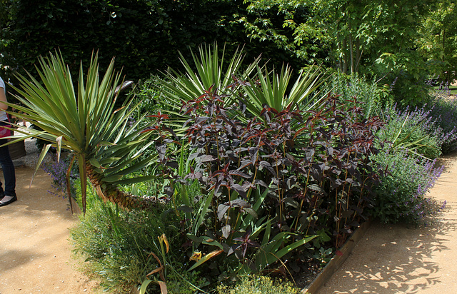 Yucca et Lysimaque  'Firecracker'