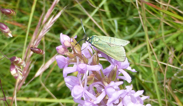 Beetle on Fragrant Orchid