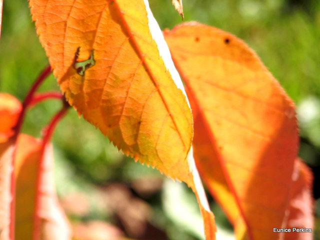 Autumn Colour