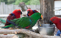 20140508 2899VRAw [D~LIP] Edelpapagei (Eclectus roratus) [w~Rot; m~Grün], Vogelpark Detmold-Heiligenkirchen