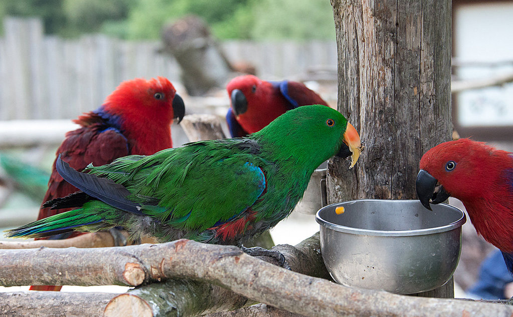 20140508 2899VRAw [D~LIP] Edelpapagei (Eclectus roratus) [w~Rot; m~Grün], Vogelpark Detmold-Heiligenkirchen
