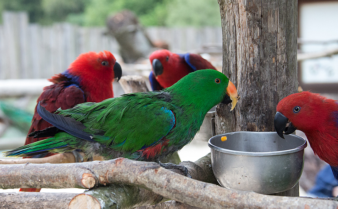 20140508 2899VRAw [D~LIP] Edelpapagei (Eclectus roratus) [w~Rot; m~Grün], Vogelpark Detmold-Heiligenkirchen