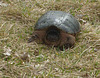 Turtle @ Maple River