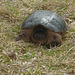 Turtle @ Maple River