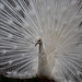 20140508 2896VRAw [D~LIP] Pfau, Vogelpark Detmold-Heiligenkirchen