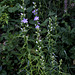 Campanula grandis , = latiloba