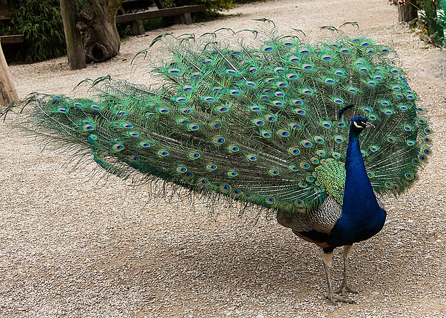 20140508 2895VRAw [D~LIP] Pfau (Pavo christatus), Vogelpark Detmold-Heiligenkirchen