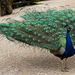 20140508 2895VRAw [D~LIP] Pfau (Pavo christatus), Vogelpark Detmold-Heiligenkirchen