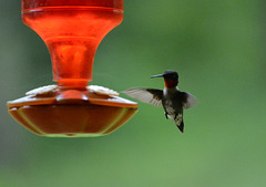 This one's ruby-throated