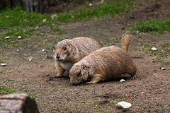 20140508 2890VRAw [D~LIP] Präriehund, Vogelpark Detmold-Heiligenkirchen