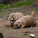 20140508 2890VRAw [D~LIP] Präriehund, Vogelpark Detmold-Heiligenkirchen