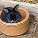 20140508 2888VRAw [D~LIP] Kaninchen, Vogelpark Detmold-Heiligenkirchen