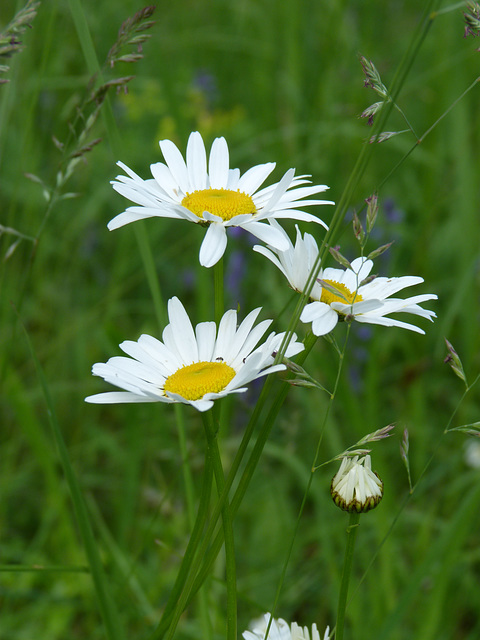 Margarite, weiße Wucherblume, Orakelblume