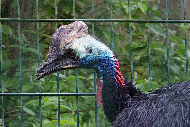 20140508 2879VRAw [D~LIP] Helmkasuar (Casuarius casuarius), Vogelpark Detmold-Heiligenkirchen