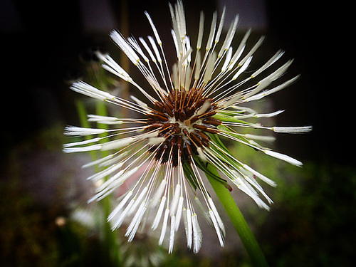 Dandelion