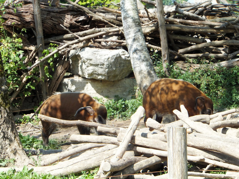 Pinselohrschwein  (Potamochoerus porcus) ©UdoSm