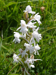 Fragrant Orchid - Albiflora