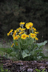 Arrowleaf Balsamroot