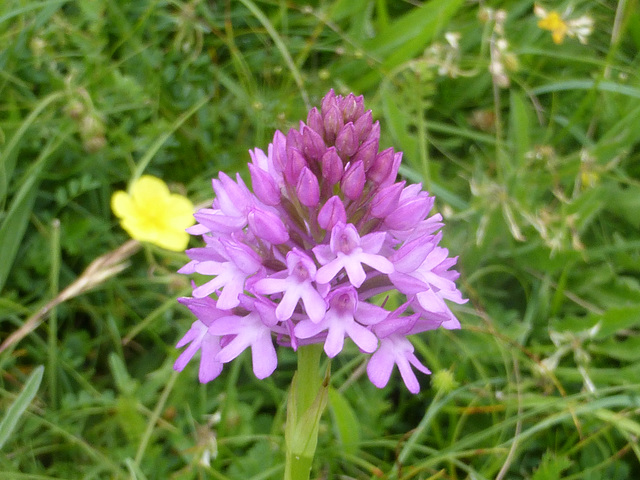 Pyramidal Orchid