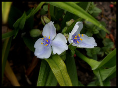 Tradescantia x Andersoniana 'Osprey'