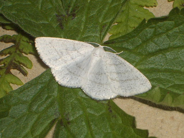 1955 Cabera pusaria (Common White Wave)