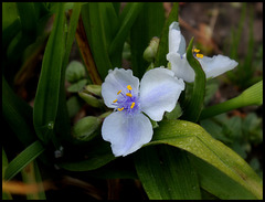 Tradescantia x Andersoniana 'Osprey'