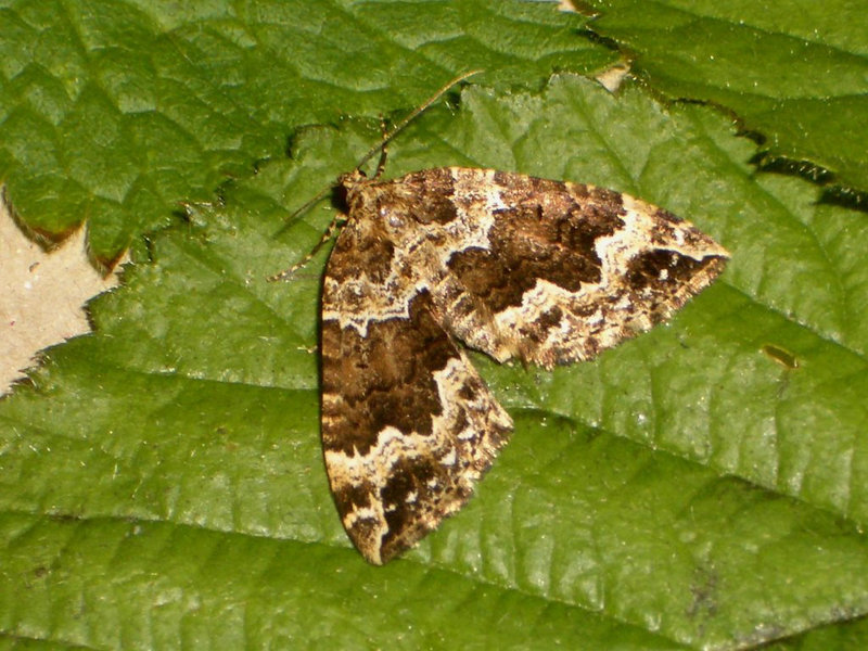 1750 Lampropteryx suffumata (Water Carpet)