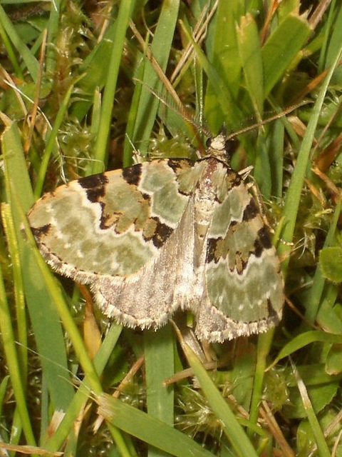 1776 Colostygia pectinataria (Green Carpet)