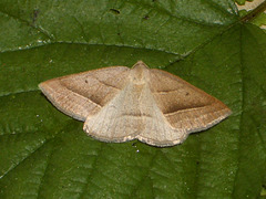 1902 Petrophora chlorosata (Brown Silver-line)