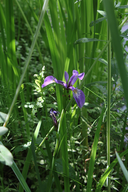 Iris sibirica