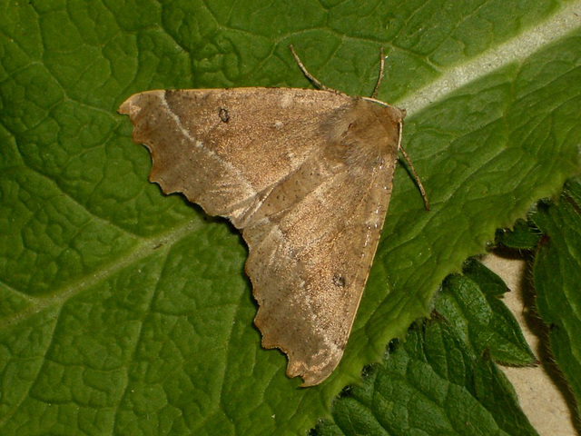 1920 Odontopera bidentata (Scalloped Hazel)