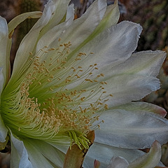 Parts Of A Cactus Flower